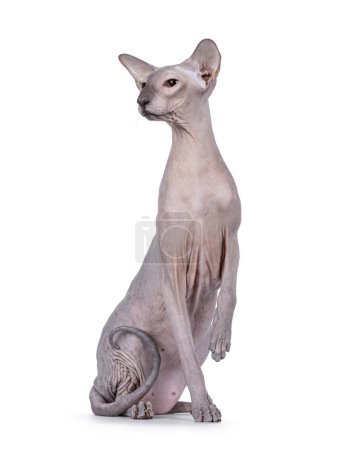 Gato Peterbald de punta azul, sentado frente a frente como estatua. Mirando a un lado lejos de la cámara. Una pata hacia arriba. Aislado sobre un fondo blanco.