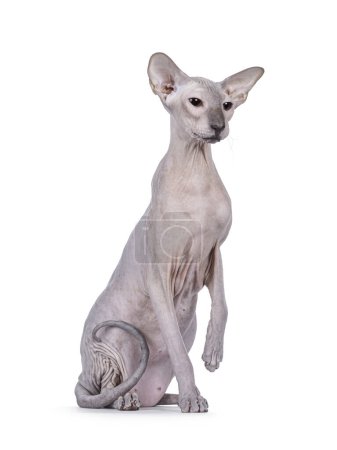 Blue point Peterbald cat, sitting up facing front like statue. Looking to the side away from camera. One paw up. Isolated on a white background.