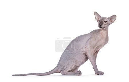 Blue point Peterbald cat, sitting up side ways. Looking over shoulder away from camera. Isolated on a white background.