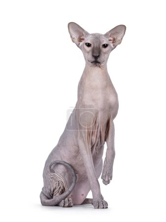 Blue point Peterbald cat, sitting up facing front like statue. Looking straight to camera. One paw up. Isolated on a white background.