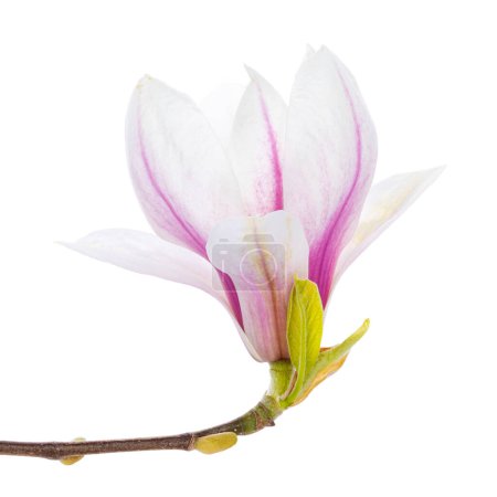 Nahaufnahme eines Magnolienzweiges mit einer blühenden Blume. Isoliert auf weißem Hintergrund.