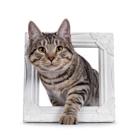 Excelente tipeado joven Kurilian Bobtail gato gatito, paso a través de marco de imagen blanca. Mirando directamente a la cámara. Aislado sobre un fondo blanco.