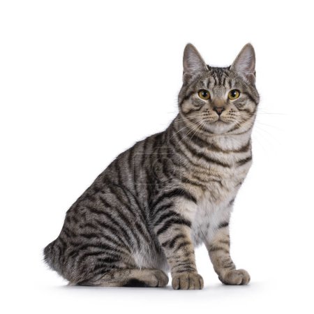 Excelente tipeado joven Kurilian Bobtail gato gatito, sentado hasta lado maneras mostrando corto rabo. Mirando directamente a la cámara. Aislado sobre un fondo blanco.