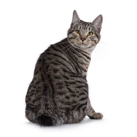 Excelente tipeado joven Kurilian Bobtail gato gatito, sentado hacia atrás en el borde mostrando la cola corta. Mirando directamente a la cámara. Aislado sobre un fondo blanco.