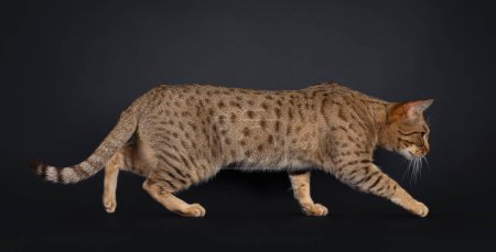 Excellent adult Ocicat cat, walking side ways showing profile and spots. Looking away from camera. Isolated on a black background.
