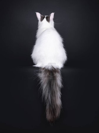Norwegian Forestcat cat sitting backwards on edge, showing perfect Van pattern on back. Tail hanging down. Looking up and away from camera, not showing face. Isolated on a black background.