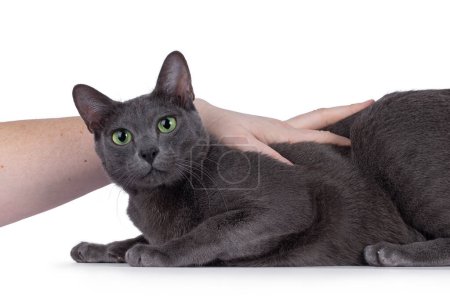 Chat Korat jeune adulte, couché sur les côtés. Regardant droit vers la caméra avec des yeux verts envoûtants. Une main humaine caressant un chat. Isolé sur fond blanc.