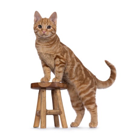 Adorable gato europeo rojo de taquigrafía gatito, de pie lado caminos con patas delanteras en pequeño taburete. Mirando directamente hacia la cámara. Aislado sobre fondo blanco.