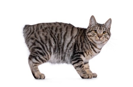 Hermoso joven Kurilian Bobtail gato gatito, de pie de lado caminos. Mirando hacia la cámara. aislado sobre un fondo blanco.