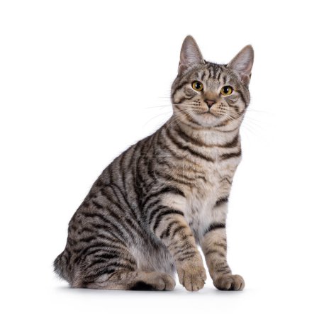 Gorgeous young Kurilian Bobtail cat kitten, sitting up side ways. Looking towards camera.  One paw playfully lifted. isolated on a white background.