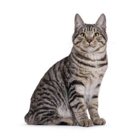 Hermoso joven Kurilian Bobtail gato gatito, sentado de lado maneras. Mirando hacia la cámara. aislado sobre un fondo blanco.
