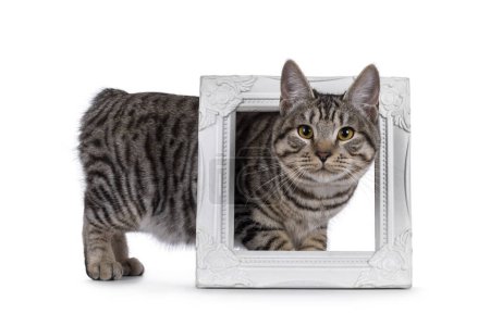 Hermoso joven Kurilian Bobtail gato gatito, de pie a través de marco de imagen blanca. Mirando hacia la cámara. aislado sobre un fondo blanco.
