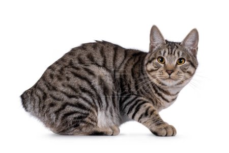 Gorgeous young Kurilian Bobtail cat kitten, laying side ways. Looking towards camera. isolated on a white background.
