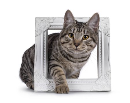 Hermoso joven Kurilian Bobtail gato gatito, de pie a través de marco de imagen blanca. Mirando hacia la cámara. aislado sobre un fondo blanco.