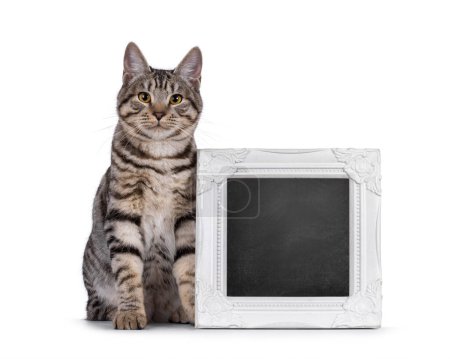 Magnifique jeune chaton Kurilian Bobtail chat, assis à côté du cadre d'image blanc rempli de tableau noir espace capy. En regardant vers la caméra. isolé sur un fond blanc.