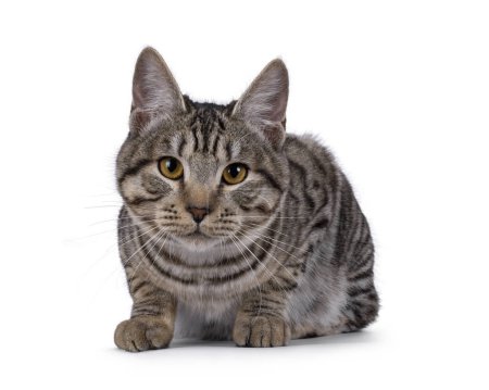 Hermoso joven Kurilian Bobtail gato gatito, layingdpwn frente. Mirando hacia la cámara. aislado sobre un fondo blanco.