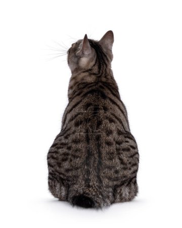 Hermoso joven Kurilian Bobtail gato gatito, sentado hacia atrás en el borde. Mirando hacia arriba y lejos de la cámara. Sin cara. Aislado sobre un fondo blanco.