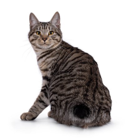 Magnifique jeune chaton Kurilian Bobtail chat, assis à l'envers sur le bord. Regardant par-dessus l'épaule vers la caméra. Isolé sur fond blanc.