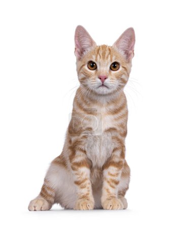Cute European Shorthair cat kitten, sitting up facing front. Looking towards camera. Isolated on a white background.