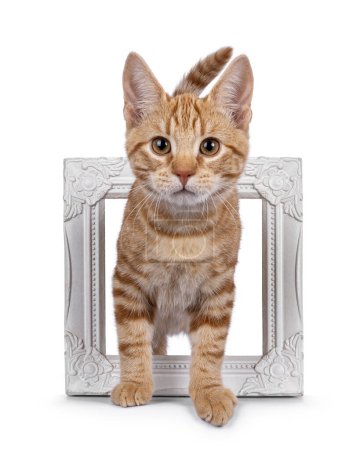 Adorable European Shorthair cat kitten, standing throught white picture frame. Looking straight towards camera. Isolated on a white background.
