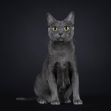 Photo for Pretty adult Korat cat kitten, sitting up facing front. Looking to camera with big eyes. Isolated on a black background. - Royalty Free Image