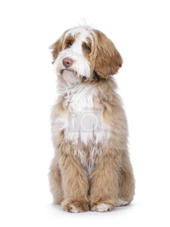 Foto de Bonito esmoquin joven perro Labradoodle, sentado frente. Mirando a un lado lejos de la cámara. Aislado sobre un fondo blanco. - Imagen libre de derechos