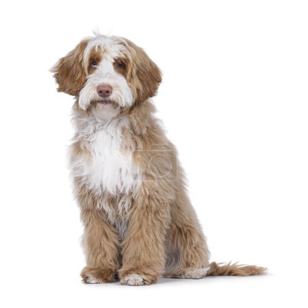 Foto de Bonito esmoquin joven perro Labradoodle, sentado de lado maneras. Mirando directamente a la cámara. Aislado sobre un fondo blanco. - Imagen libre de derechos