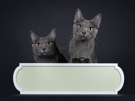 Photo for Cute little Korat cat kitten with adult mom, sitting up behind sign with copy space. Looking to camera with big eyes. Isolated on a black background. - Royalty Free Image