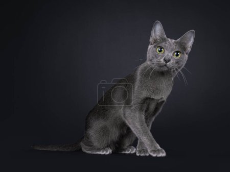 Photo for Cute little Korat cat kitten, sitting up side ways. Looking to camera with big eyes. Isolated on a black background. - Royalty Free Image