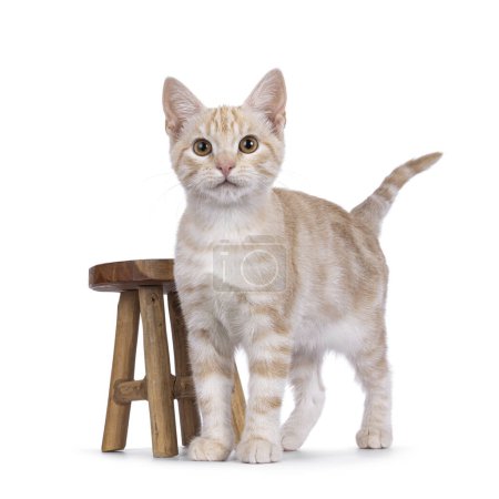 Curious European Shorthair cat kitten, standing facing front beside little wooden stool. Looking straight towards camera. Isolated on a white background.