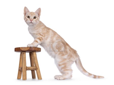 Neugieriges Europäisch Kurzhaar Katzenkätzchen, das seitlich mit den Vorderpfoten auf einem kleinen Holzhocker steht. Blickt direkt in die Kamera. Isoliert auf weißem Hintergrund.