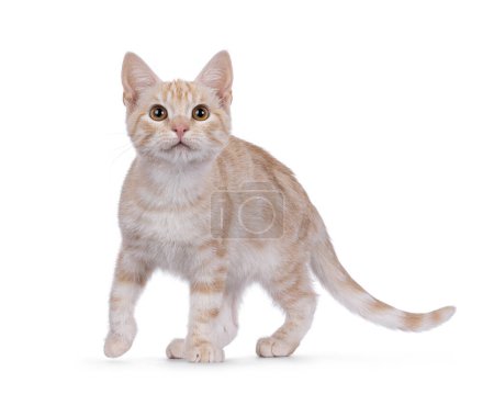 Curious European Shorthair cat kitten, walking side ways. Looking straight towards camera. Isolated on a white background.