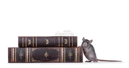 Cute little blue rat standing beside stacked old books. Looking curious towards camera. Isolated on a white background.
