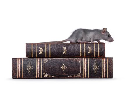 Cute little blue rat walking side ways over stacked old books. Looking side ways away from camera. Isolated on a white background.