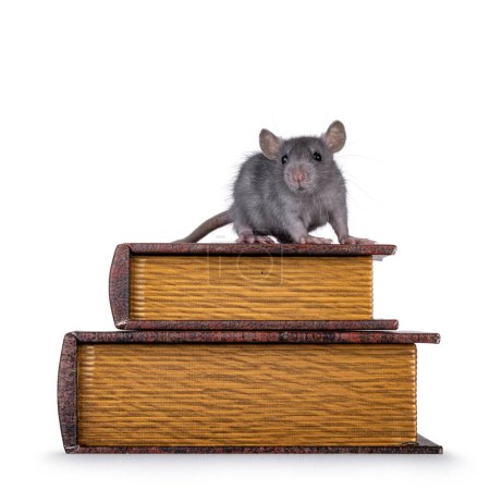 Cute little blue rat standing on stacked old books . Looking straight to camera. Isolated on a white background.