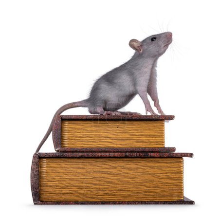 Cute little blue rat standing side ways on stacked old books . Looking and sniffing up, side ways and away from camera. Isolated on a white background.