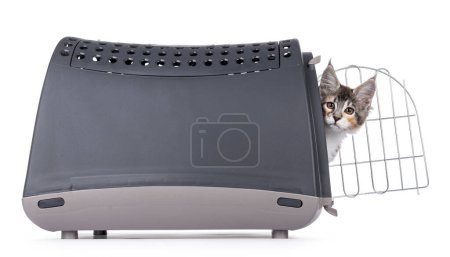 Nettes schildpatt Maine Coon Katzenkätzchen, das seitlich aus der Transportbox kommt. Blickt um die Ecke direkt in die Kamera. Isoliert auf weißem Hintergrund.