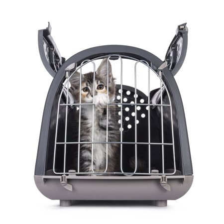 Cute tortie Maine Coon cat kitten, sitting in  transportaion box. Looking through the fenced door straight to camera. Top of the cage is open. Isolated on a white background.