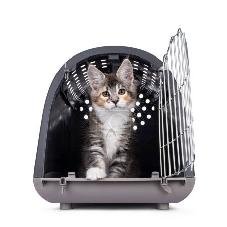 Süßes schildpatt Maine Coon Katzenkätzchen, das in einer Transportbox mit geöffneter Tür sitzt. Blickt neugierig direkt in die Kamera. Isoliert auf weißem Hintergrund.