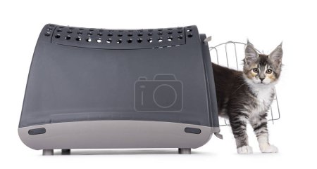 Nettes schildpatt Maine Coon Katzenkätzchen, das seitlich aus der Transportbox kommt. Blickt direkt in die Kamera. Isoliert auf weißem Hintergrund.