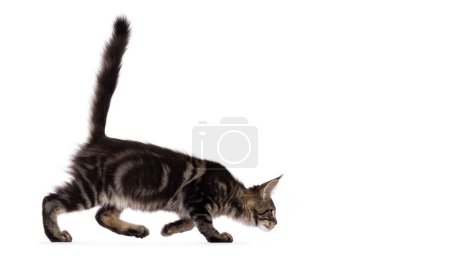 Pretty black tabby blotched Maine Coon cat kitten, walking side ways hunting with head low and tail fierce up. Looking away from camera. Isolated on a white background.
