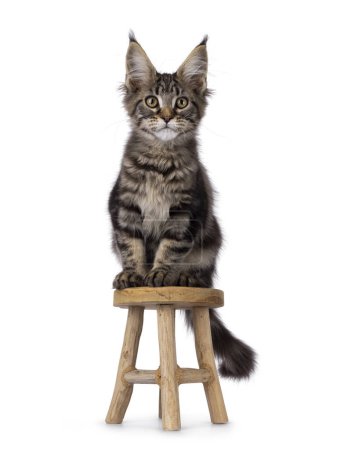 Photo for Pretty black tabby blotched Maine Coon cat kitten, sitting up facing front on litle brown stool. Looking towards camera. Isolated on a white background. - Royalty Free Image