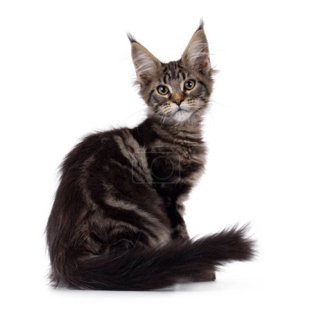 Pretty black tabby blotched Maine Coon cat kitten, sitting backwards. Looking over shoulder towards camera. Isolated on a white background.