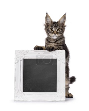 Bastante negro tabby blotched Maine Coon gato gatito, de pie detrás de marco de imagen blanca con espacio de copia. Mirando hacia la cámara. Aislado sobre un fondo blanco.