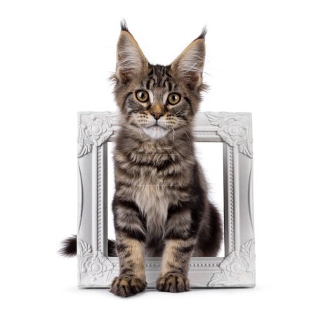 Pretty black tabby blotched Maine Coon cat kitten, sitting through white picture frame. Looking towards camera. Isolated on a white background.
