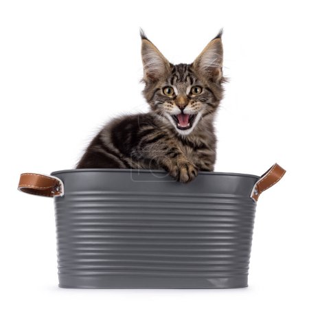 Pretty black tabby blotched Maine Coon cat kitten, sitting in metal bucket. Looking towards camera. Mouth open meowing. Isolated on a white background.