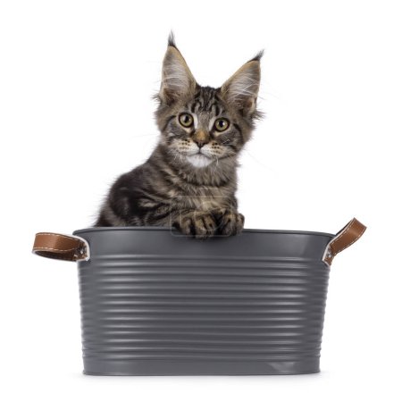 Photo for Pretty black tabby blotched Maine Coon cat kitten, sitting in metal bucket. Looking towards camera. Isolated on a white background. - Royalty Free Image