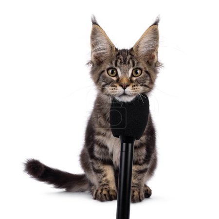 Bastante negro tabby blotched Maine Coon gato gatito, sentado frente. Mirando hacia la cámara con la cabeza apoyada en el micrófono negro. Aislado sobre un fondo blanco.