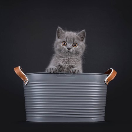 Sweet blue British Shorthair cat kitten, sitting in metal bucket with paws on edge. Looking straight to camera with big orange eyes. Isolated on a black background.