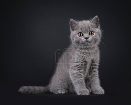 Chaton chat British Shorthair bleu doux, assis sur les côtés. Regardant droit vers la caméra avec de grands yeux orange. Isolé sur un fond noir.